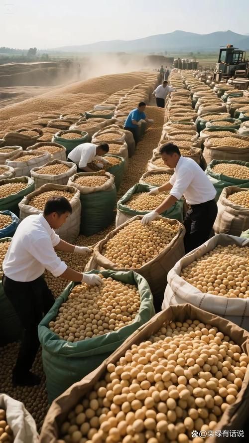 金龍魚如何優化全球供應鏈？（金龍魚（益海嘉里）全球供應鏈優化）