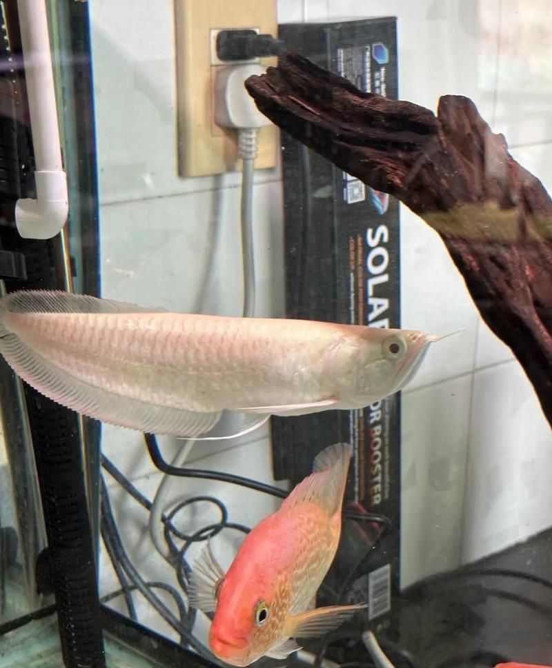 銀龍魚和飛鳳魚的缸內空間需要多大？（銀龍魚和飛鳳魚混養有哪些注意事項？）