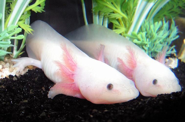 六爪恐龍魚的繁殖過程是怎樣的？（“六爪恐龍魚”是否為真實存在的“六爪恐龍魚”是否為真實存在）