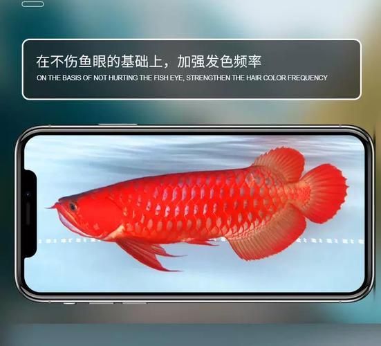 紅龍魚使用紅色LED燈效果如何？（紅龍魚使用紅色led燈光效果突出——）