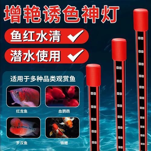 紅龍魚使用紅色LED燈效果如何？（紅龍魚使用紅色led燈光效果突出——）