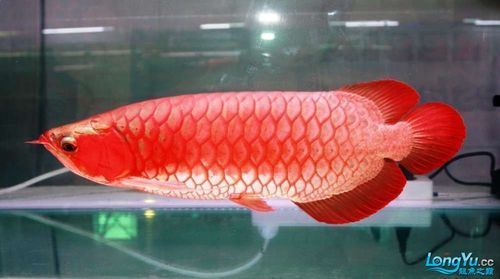 紅龍魚使用紅色LED燈效果如何？（紅龍魚使用紅色led燈光效果突出——）