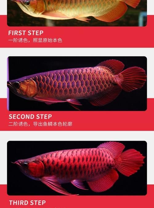 紅龍魚使用紅色LED燈效果如何？（紅龍魚使用紅色led燈光效果突出——）