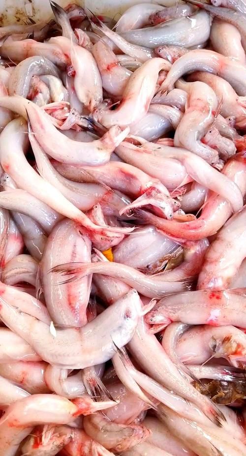 魏縣龍魚有哪些營養價值（河北魏縣龍魚營養成分、食用場景圖及營養結構示意圖）