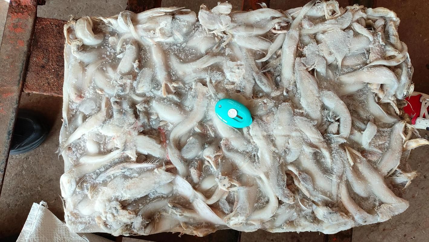 魏縣龍魚有哪些營養價值（河北魏縣龍魚營養成分、食用場景圖及營養結構示意圖）