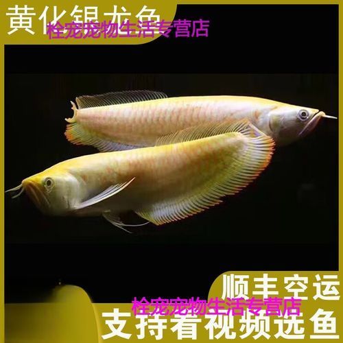 雪龍魚的價格是多少？（新疆額爾齊斯河富硒雪龍魚淡水冷水魚價格波動大嗎）
