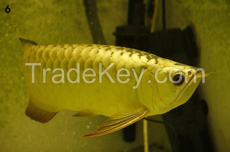 給我推薦一些性價比高的20公分紅龍魚（20公分紅龍魚怎么選） 給我推薦一些性價比高的20公分紅龍魚（20公分紅龍魚怎么選） 龍魚百科 第4張