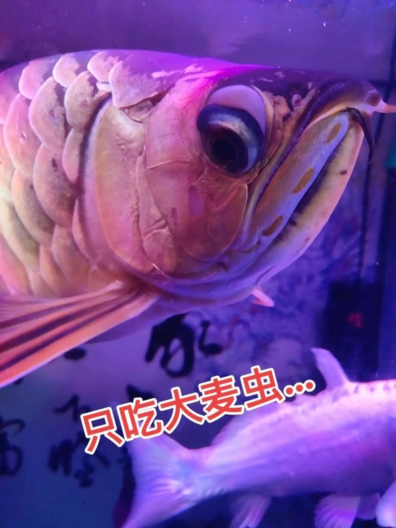 如何判斷龍魚是否適合吃大麥蟲或面包蟲？（如何判斷龍魚是否適合吃大麥蟲或者面包蟲？）