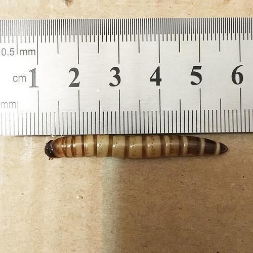 如何判斷龍魚是否適合吃大麥蟲或面包蟲？（如何判斷龍魚是否適合吃大麥蟲或者面包蟲？）