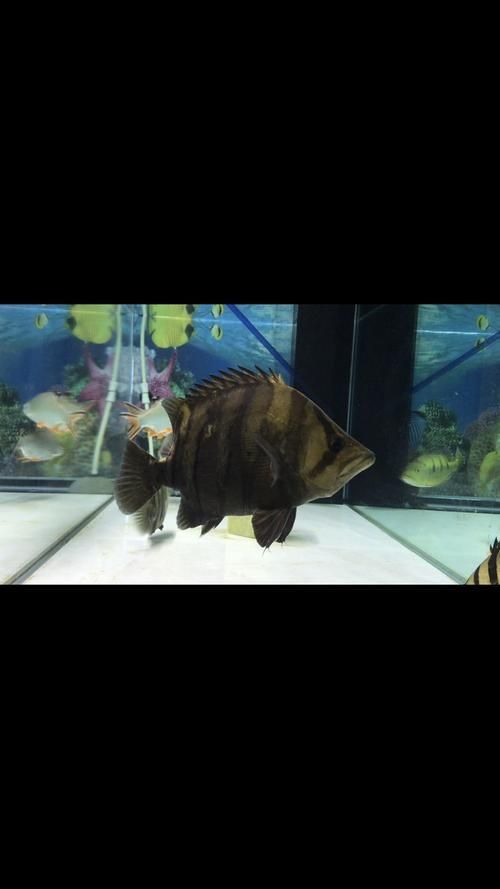 如何在龍魚論壇上發(fā)帖或回帖？（如何在龍魚論壇上發(fā)帖或回帖）