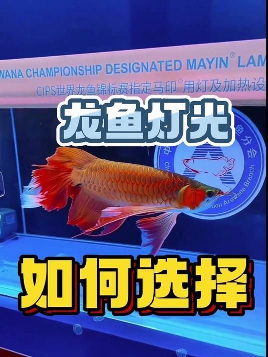 養(yǎng)龍魚用什么燈最省電最耐用？（養(yǎng)龍魚用led燈怎么選）