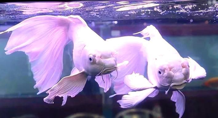 蝴蝶龍魚有哪些品種？