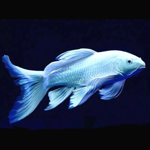蝴蝶龍魚有哪些品種？