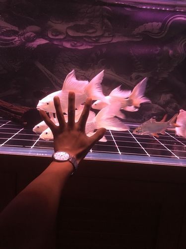 蝴蝶龍魚有哪些品種？