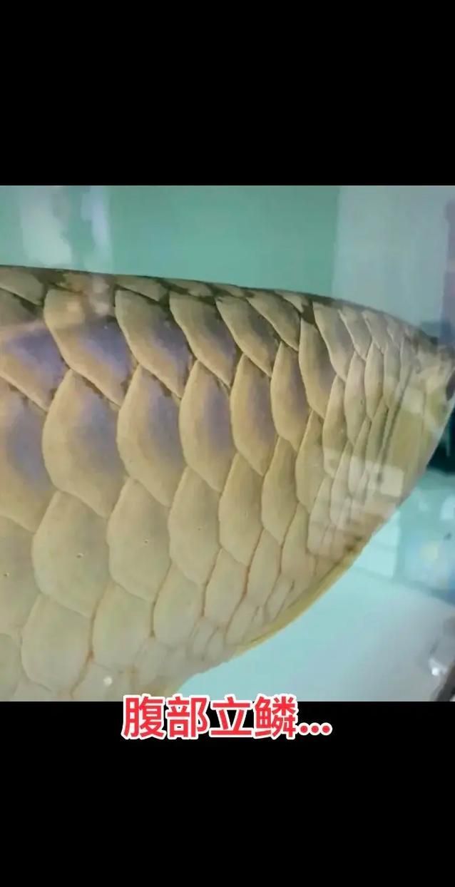 如何判斷龍魚是否因疾病導致趴缸？（———專業診斷指南龍魚是否因疾病導致趴缸）