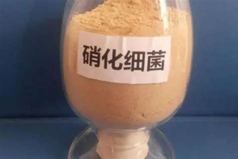 金龍魚專用硝化細(xì)菌有哪些品牌（關(guān)于金龍魚專用硝化細(xì)菌品牌的詳細(xì)解析）