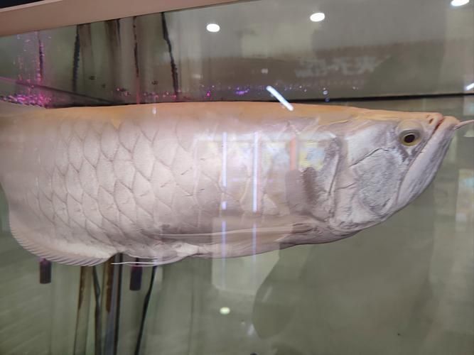 如何區(qū)分小火龍魚和恐龍魚？（小火龍魚、恐龍魚、恐龍魚、恐龍魚的區(qū)別）