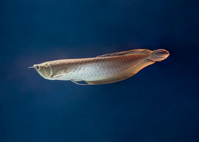 鳳臺(tái)龍魚的圖片展示（主流龍魚品種鑒賞指南，鳳臺(tái)龍魚的價(jià)格是多少鳳臺(tái)龍魚的特征）