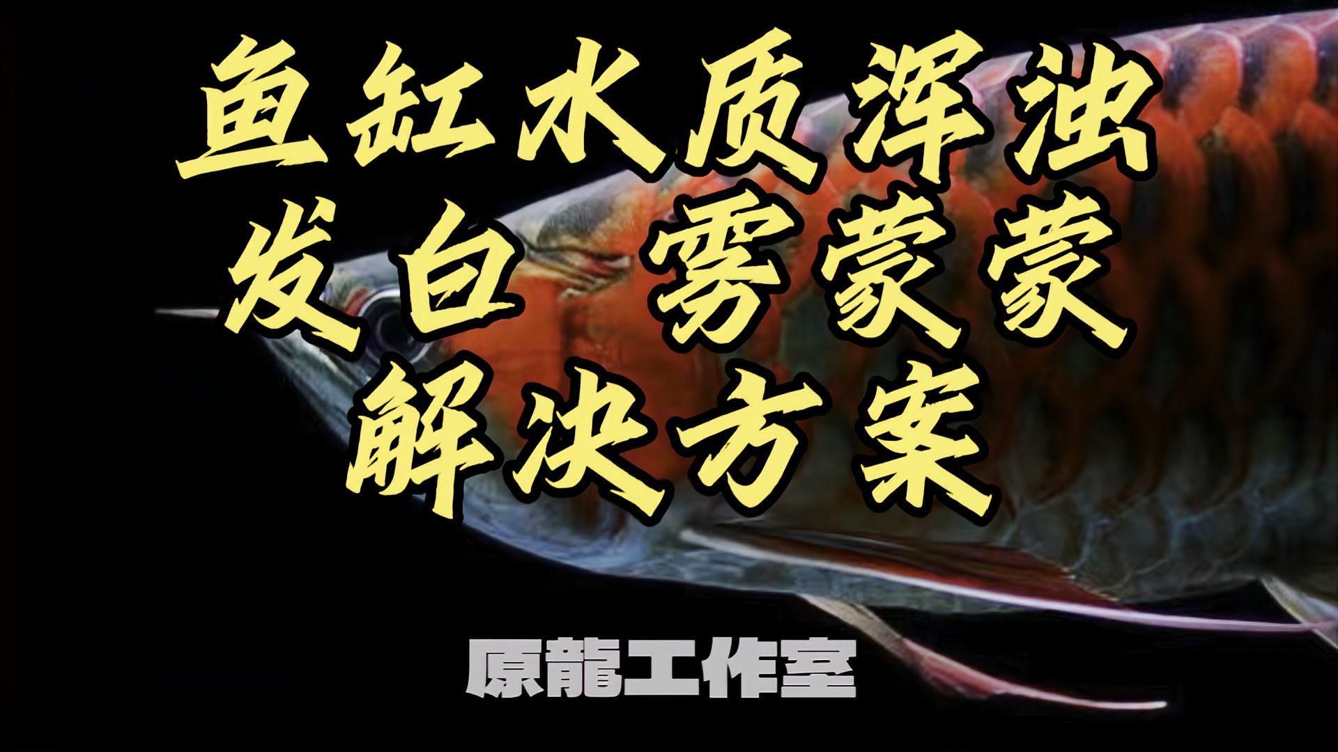 龍魚(yú)突然死亡后如何檢查水質(zhì)？