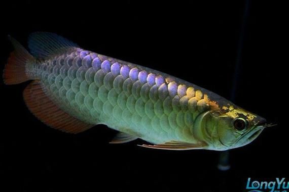 紫底金龍魚有哪些知名品系？（如何鑒別紫底金龍魚的品系？）