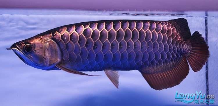 紫底金龍魚有哪些知名品系？（如何鑒別紫底金龍魚的品系？）