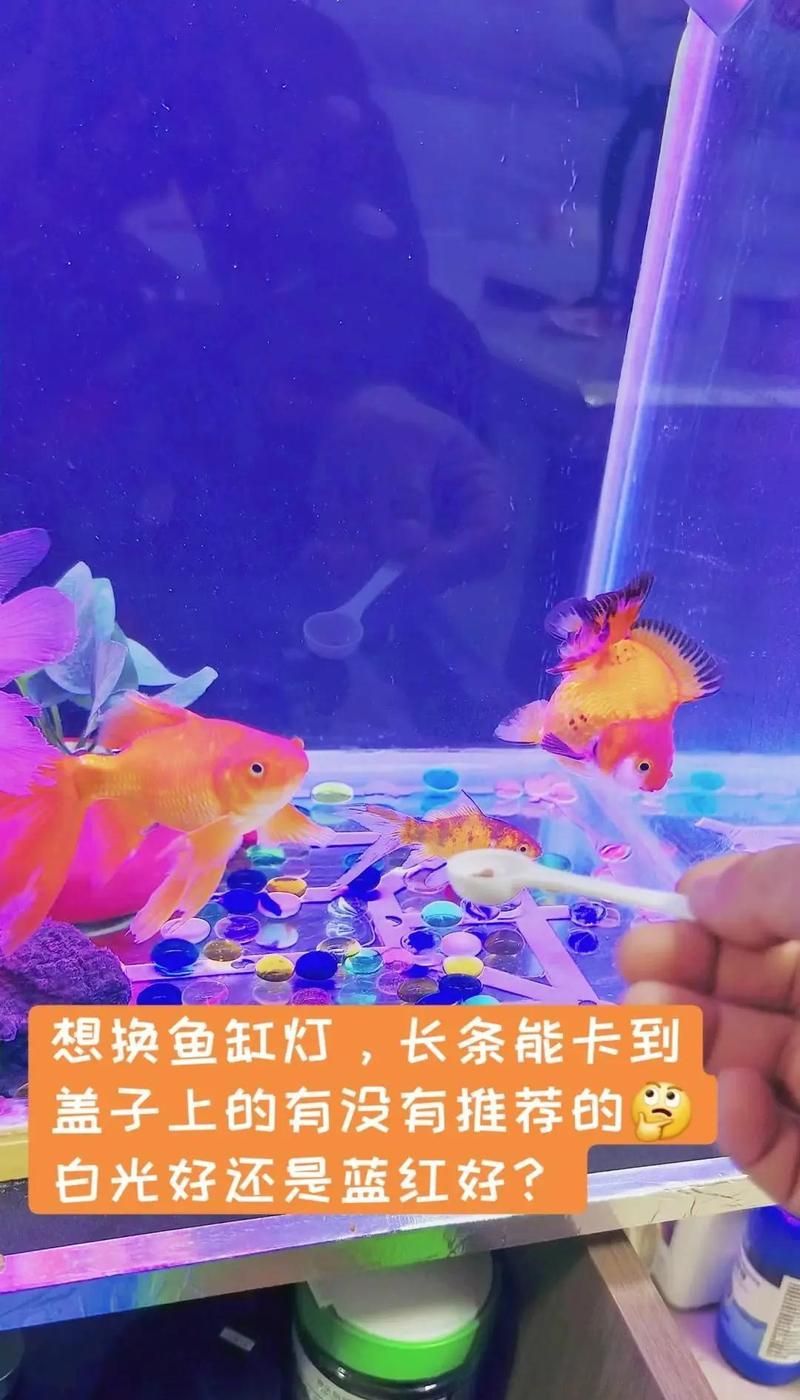 27000K色溫的龍魚燈有哪些品牌推薦？（27000k色溫的龍魚燈品牌27000k色溫的龍魚燈）