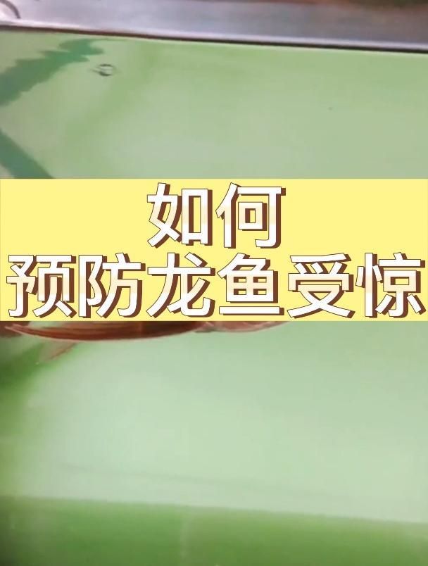 如何預防龍魚嘴抖動的發生？（如何預防龍魚嘴抖動）