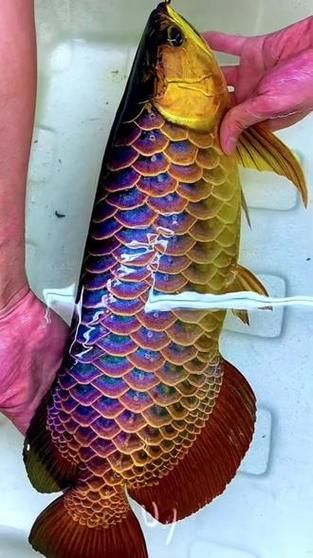如何辨別長樂龍魚的真偽？（如何辨別長樂龍魚） 如何辨別長樂龍魚的真偽？（如何辨別長樂龍魚） 龍魚百科 第4張