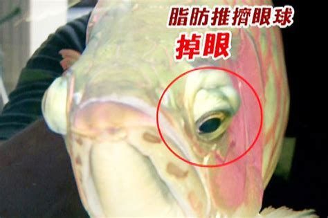 如何判斷龍魚是否患有掉眼癥？（如何判斷龍魚患有掉眼癥）
