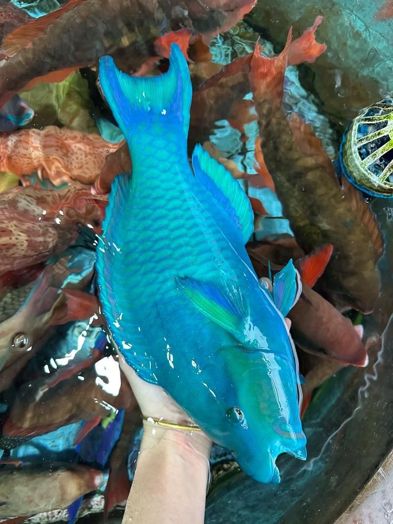 西沙龍魚是否真實存在？（“西沙龍魚”是否存在于其他海域？） 西沙龍魚是否真實存在？（“西沙龍魚”是否存在于其他海域？） 龍魚百科 第2張