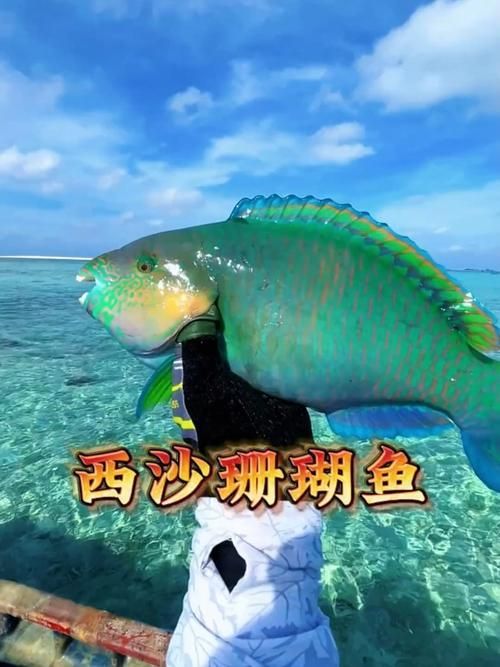 西沙龍魚是否真實存在？（“西沙龍魚”是否存在于其他海域？） 西沙龍魚是否真實存在？（“西沙龍魚”是否存在于其他海域？） 龍魚百科 第3張