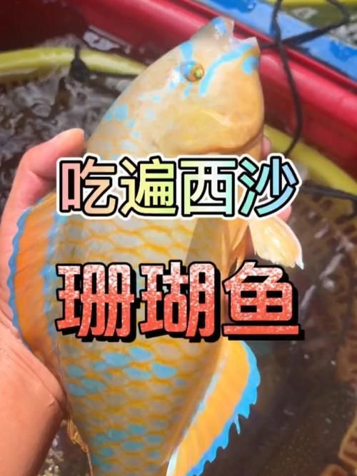西沙龍魚是否真實存在？（“西沙龍魚”是否存在于其他海域？） 西沙龍魚是否真實存在？（“西沙龍魚”是否存在于其他海域？） 龍魚百科 第6張