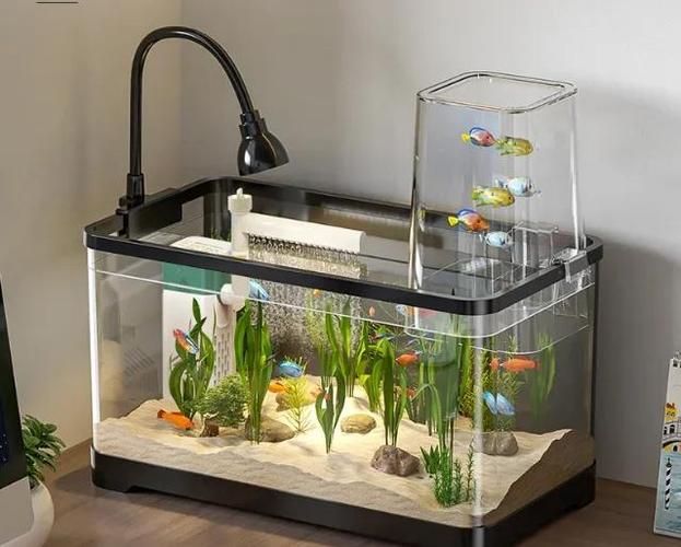 金龍魚苗飼養(yǎng)方法有哪些？