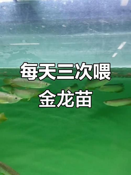 金龍魚苗飼養(yǎng)方法有哪些？