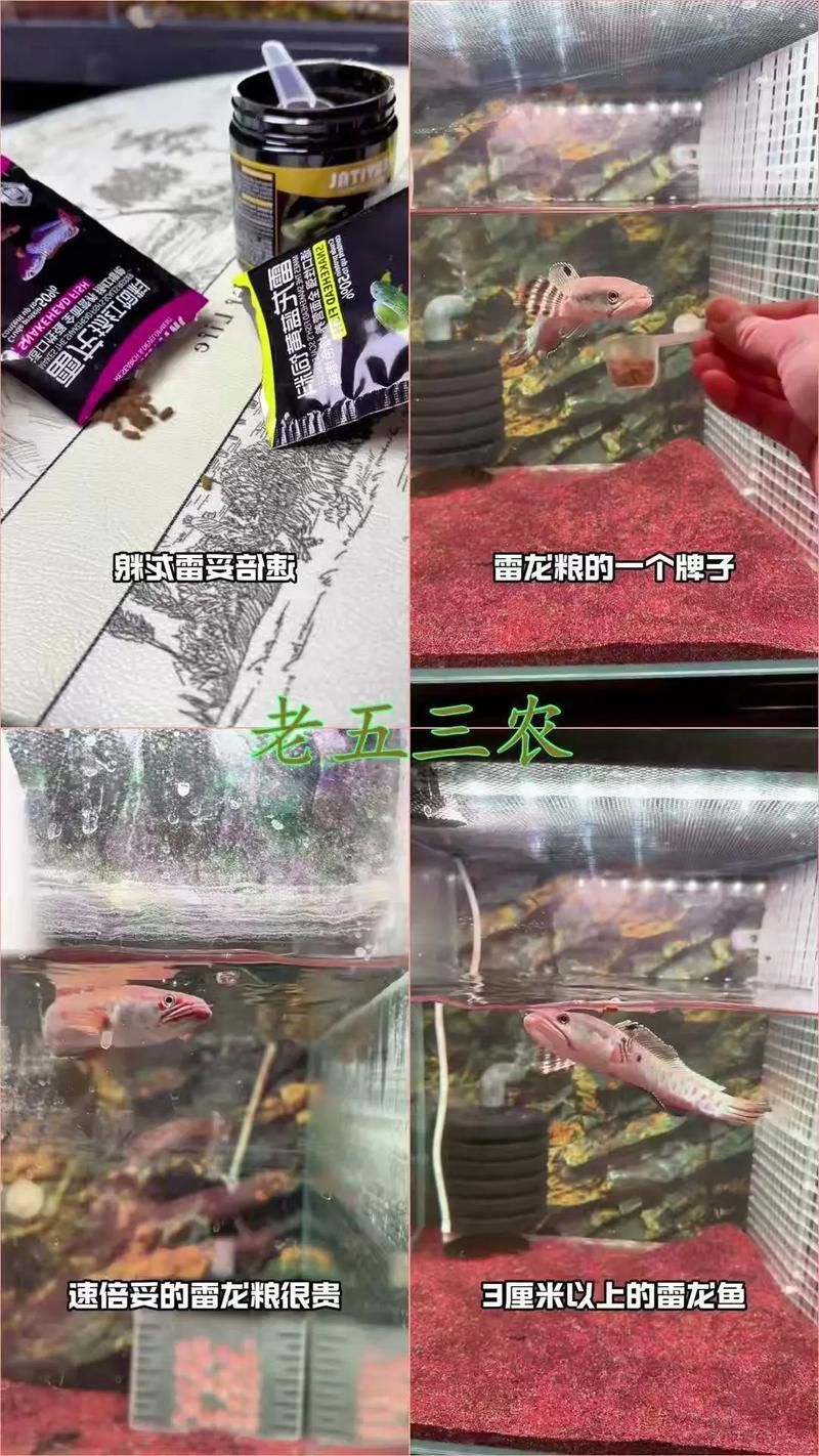 如何科學飼養紅龍魚以達到最大尺寸？（科學飼養紅龍魚）