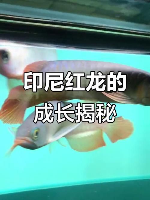 如何科學飼養紅龍魚以達到最大尺寸？（科學飼養紅龍魚）
