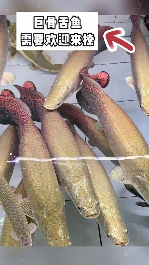 過江龍魚的營養(yǎng)價值