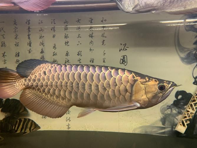 立達龍魚有哪些品種？（如何區分立達龍魚的品種及種？）