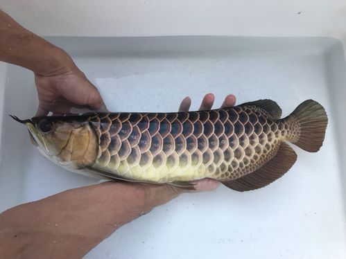 立達龍魚有哪些品種？（如何區分立達龍魚的品種及種？）