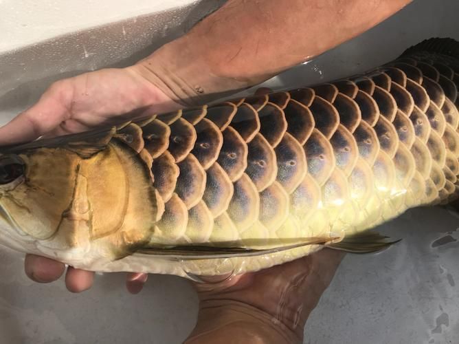 立達龍魚有哪些品種？（如何區分立達龍魚的品種及種？）