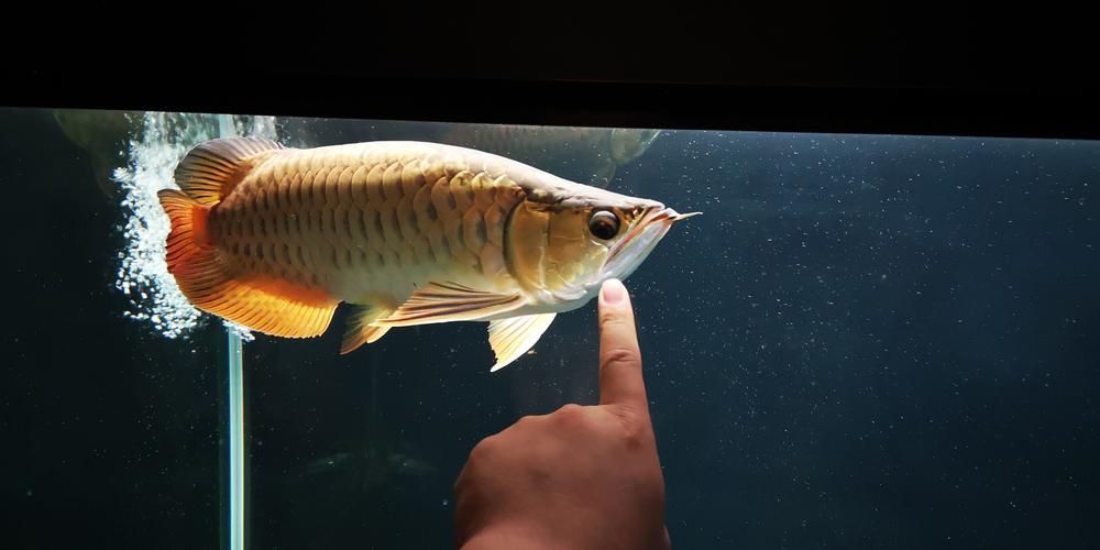 立達龍魚有哪些品種？（如何區分立達龍魚的品種及種？）