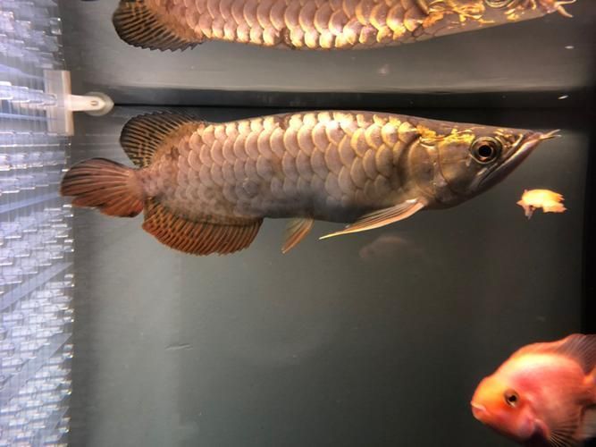 立達龍魚有哪些品種？（如何區分立達龍魚的品種及種？）