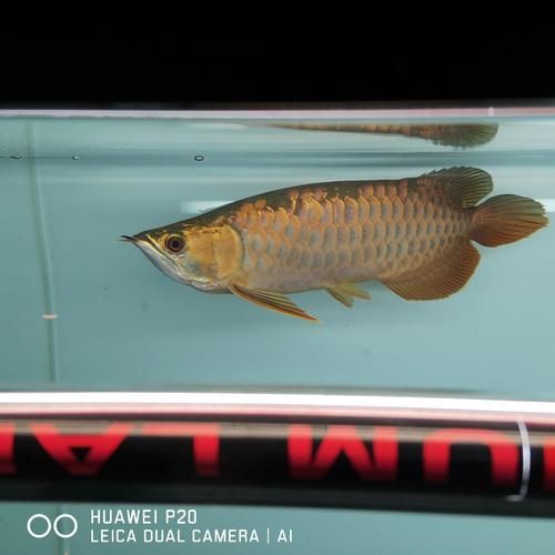 立達龍魚有哪些品種？（如何區分立達龍魚的品種及種？）