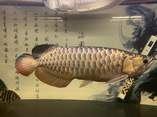 立達龍魚有哪些品種？（如何區分立達龍魚的品種及種？）