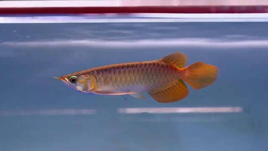 如何辨別大湖紅龍魚的真假？（大湖紅龍魚（scleropagesformosus）真假辨別指南）