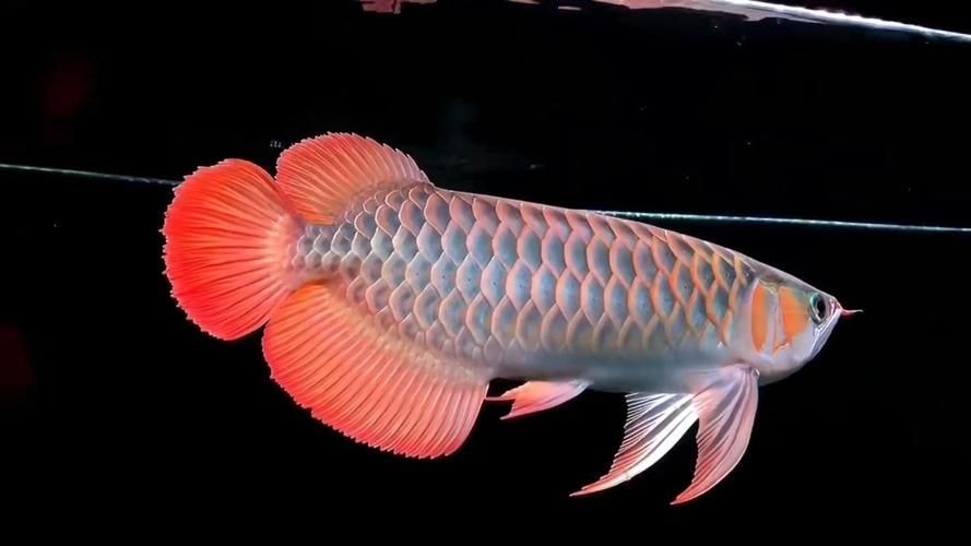 如何辨別大湖紅龍魚的真假？（大湖紅龍魚（scleropagesformosus）真假辨別指南）