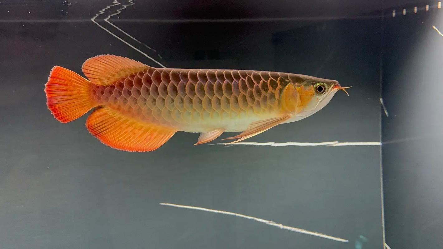 如何辨別大湖紅龍魚的真假？（大湖紅龍魚（scleropagesformosus）真假辨別指南）