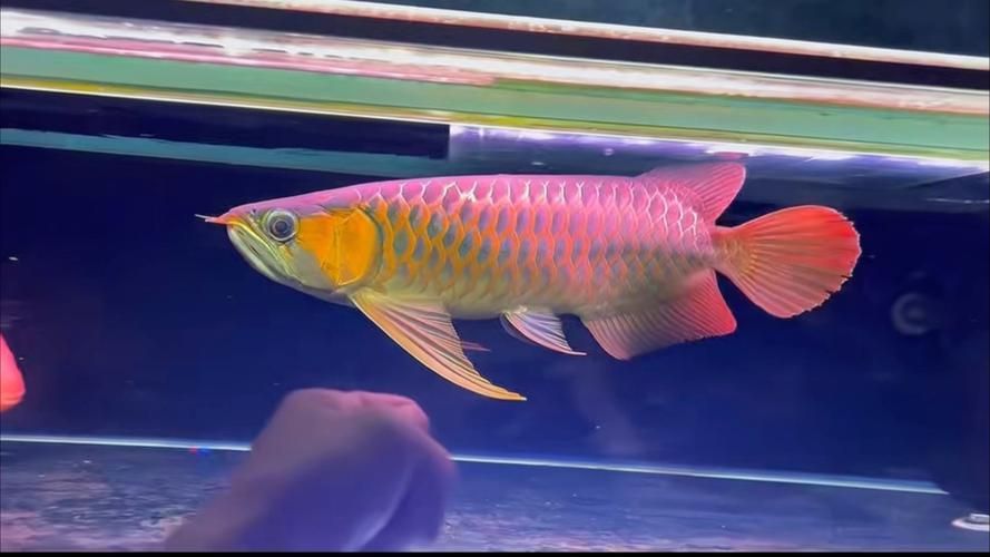 如何辨別大湖紅龍魚的真假？（大湖紅龍魚（scleropagesformosus）真假辨別指南）