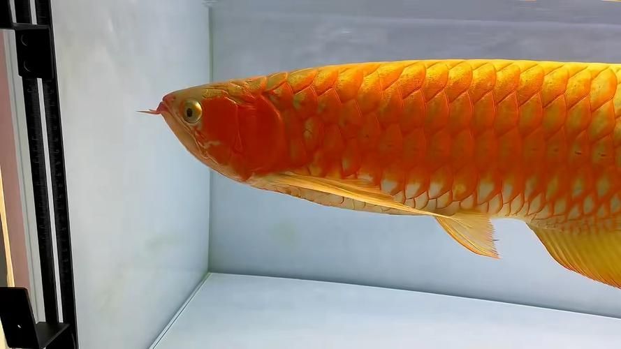 如何辨別大湖紅龍魚的真假？（大湖紅龍魚（scleropagesformosus）真假辨別指南）