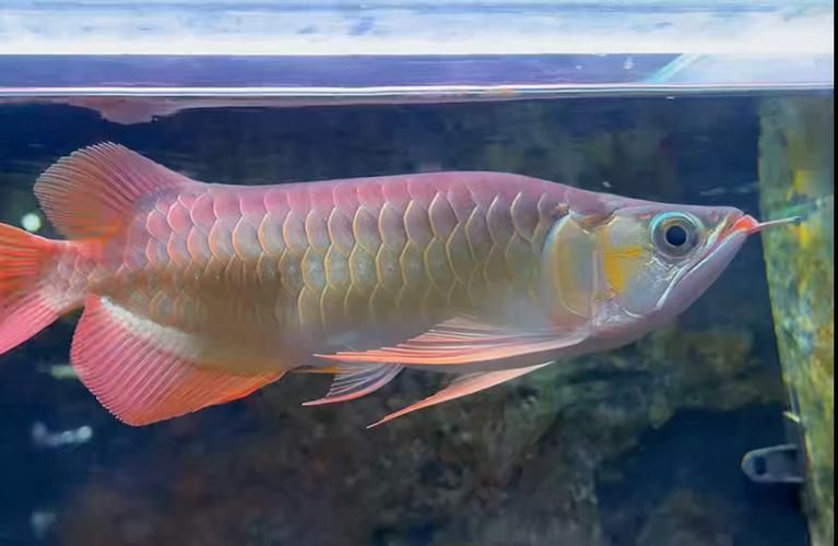 如何辨別大湖紅龍魚的真假？（大湖紅龍魚（scleropagesformosus）真假辨別指南）